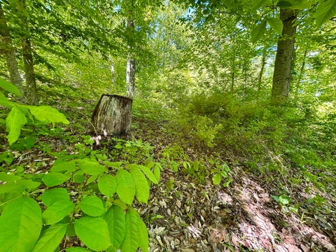 Tiny photo for 7761 E State Road 54, Bloomfield, IN 47424 (MLS # 202617506)