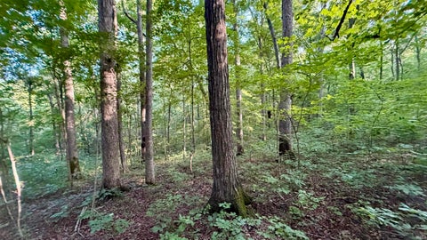 Tiny photo for off Co Rd 750 S, French Lick, IN 47432 (MLS # 202627636)