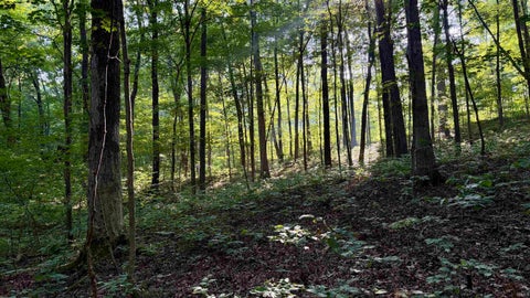 Tiny photo for off Co Rd 750 S, French Lick, IN 47432 (MLS # 202627636)