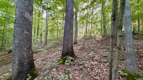 Tiny photo for off Co Rd 750 S, French Lick, IN 47432 (MLS # 202627636)
