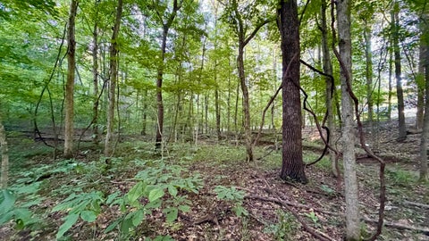 Tiny photo for off Co Rd 750 S, French Lick, IN 47432 (MLS # 202627636)