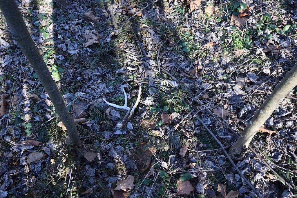 Photo of 0 S Harts Gravel Road, Birdseye, IN 47513 (MLS # 202603010)