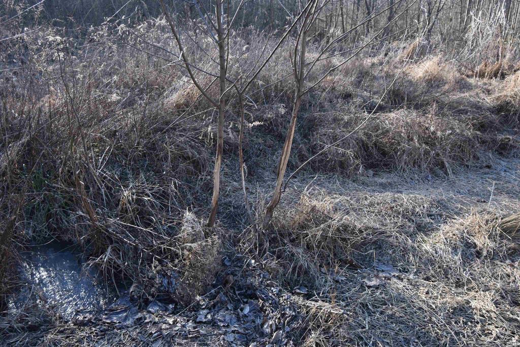 Photo of 0 S Harts Gravel Road, Birdseye, IN 47513 (MLS # 202603010)