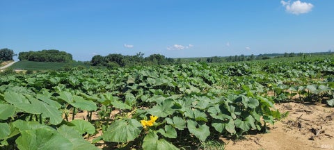 Tiny photo for 42+/- Acres N Wampler Road, Bicknell, IN 47512 (MLS # 202603810)