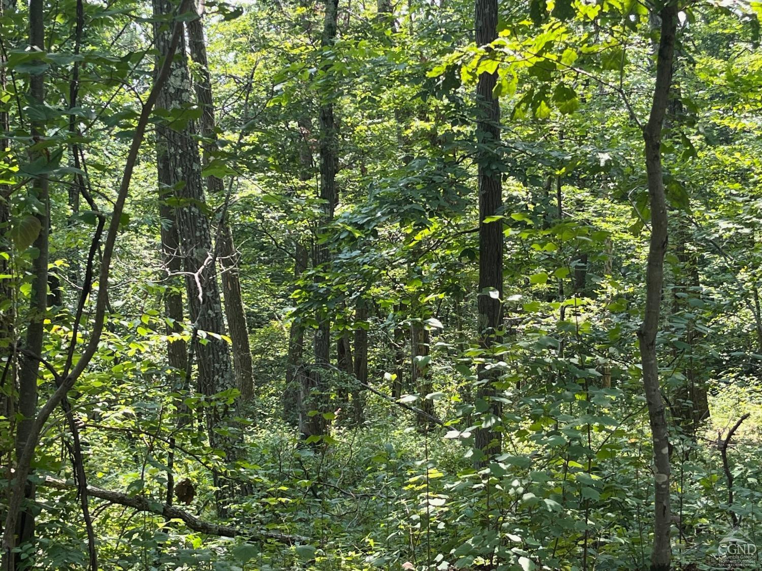 Cascade Mountain Road, Amenia, New York image 10