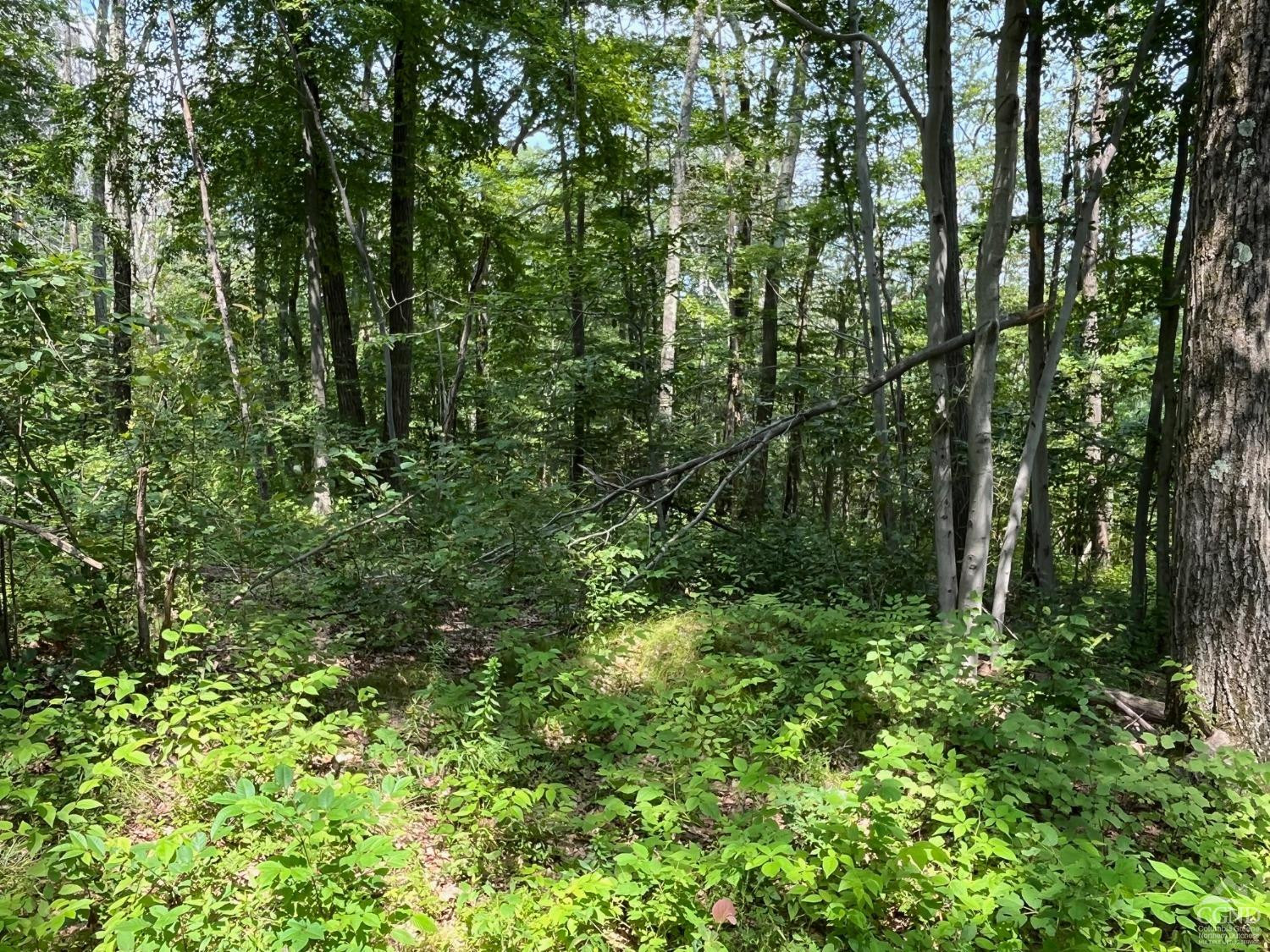 Cascade Mountain Road, Amenia, New York image 13