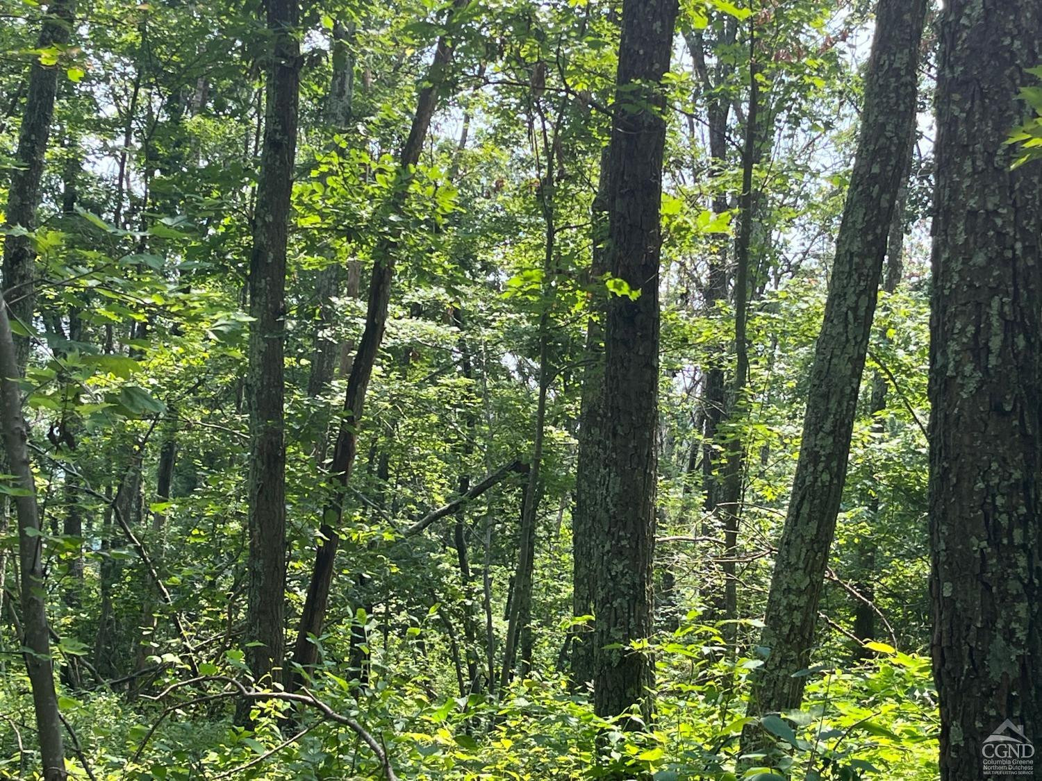 Cascade Mountain Road, Amenia, New York image 9