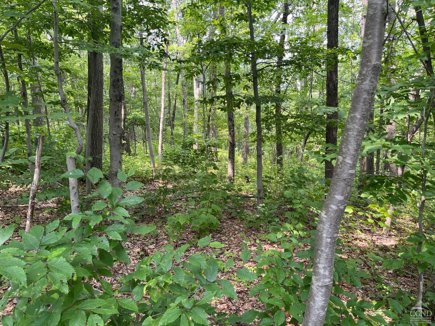 Cascade Mountain Road, Amenia, New York image 14