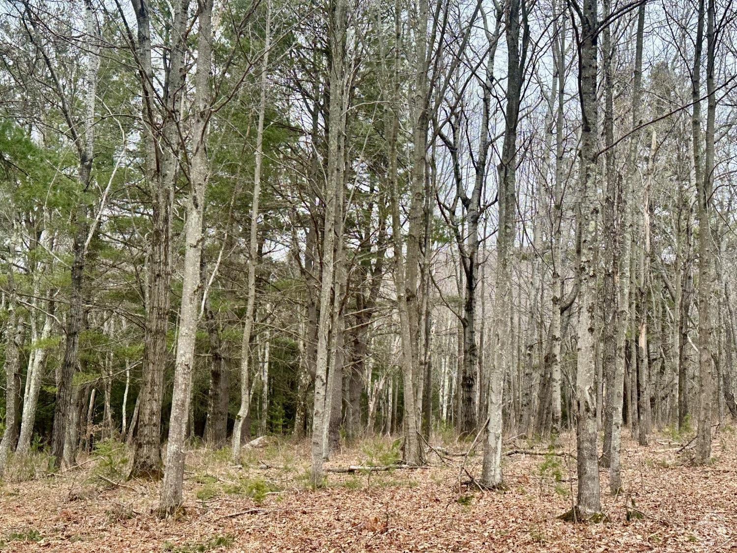 611 Old Road, Windham, New York image 9