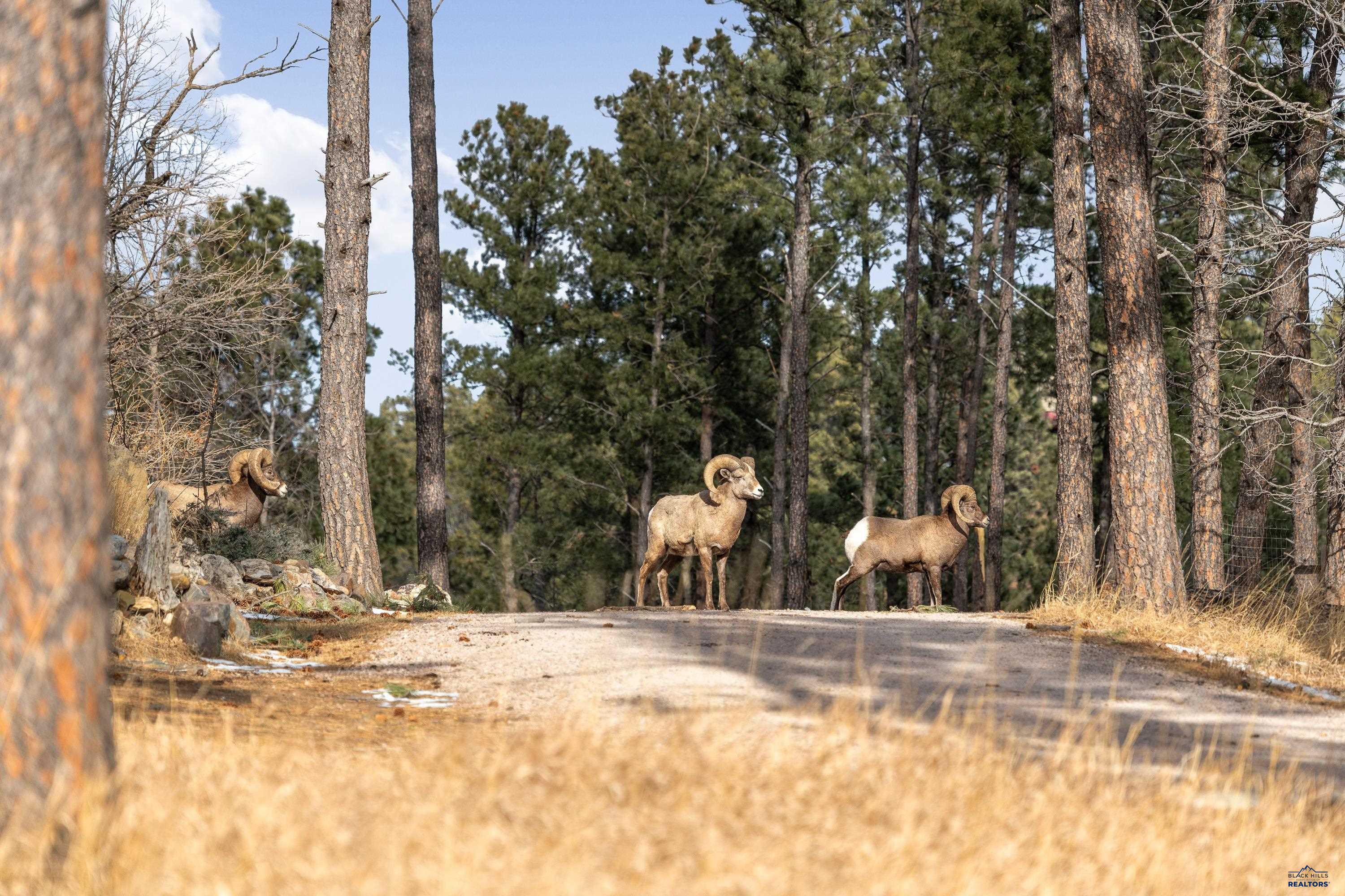 13646 TWISTED PINES TRL