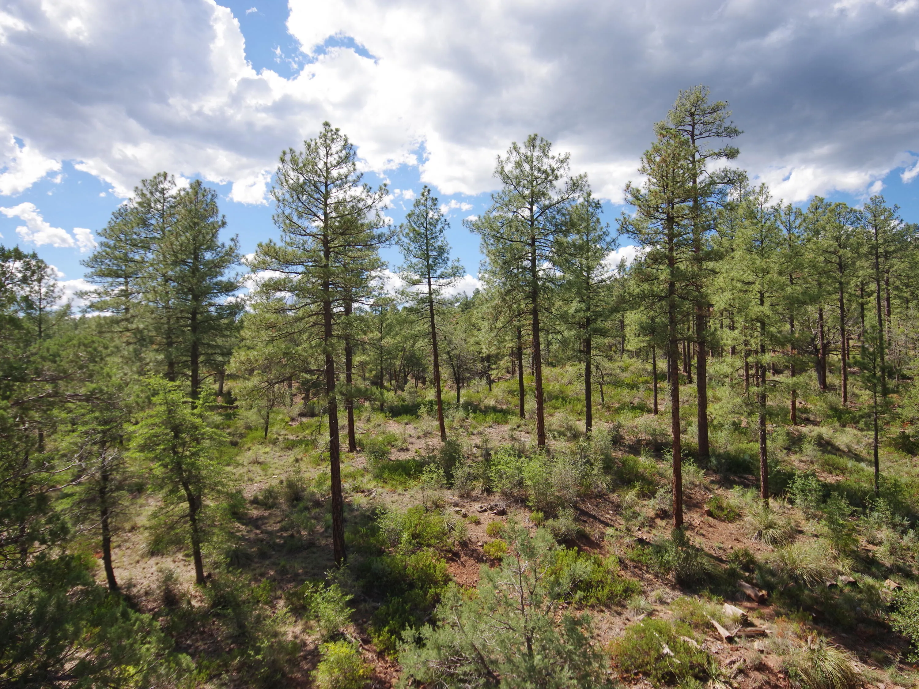 Payson, Arizona 85541, United States, 4 Bedrooms Bedrooms, ,2 BathroomsBathrooms,Residential,Active,124892