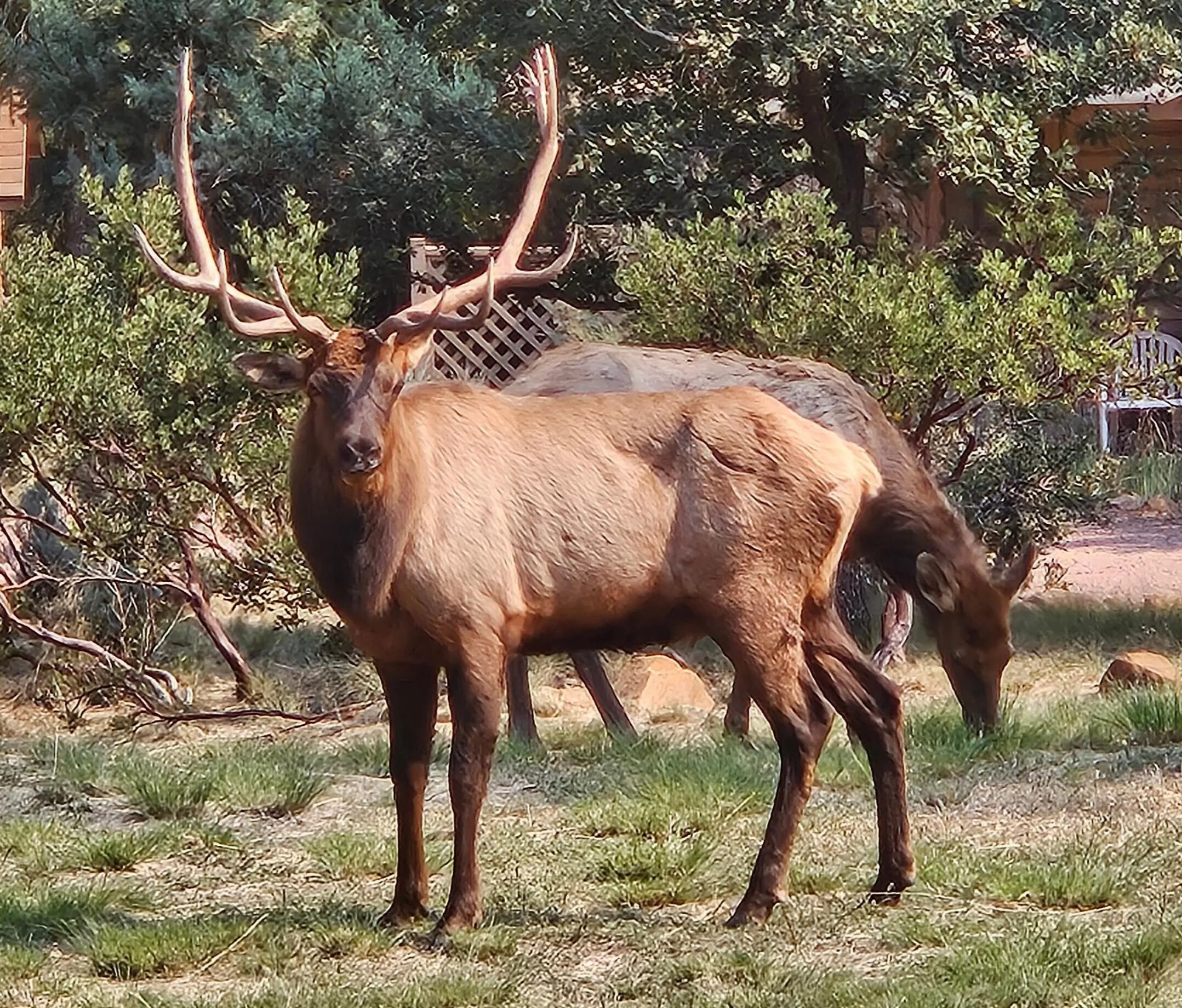 Pine, Arizona 85544, United States, 4 Bedrooms Bedrooms, ,2 BathroomsBathrooms,Residential,Active,131721