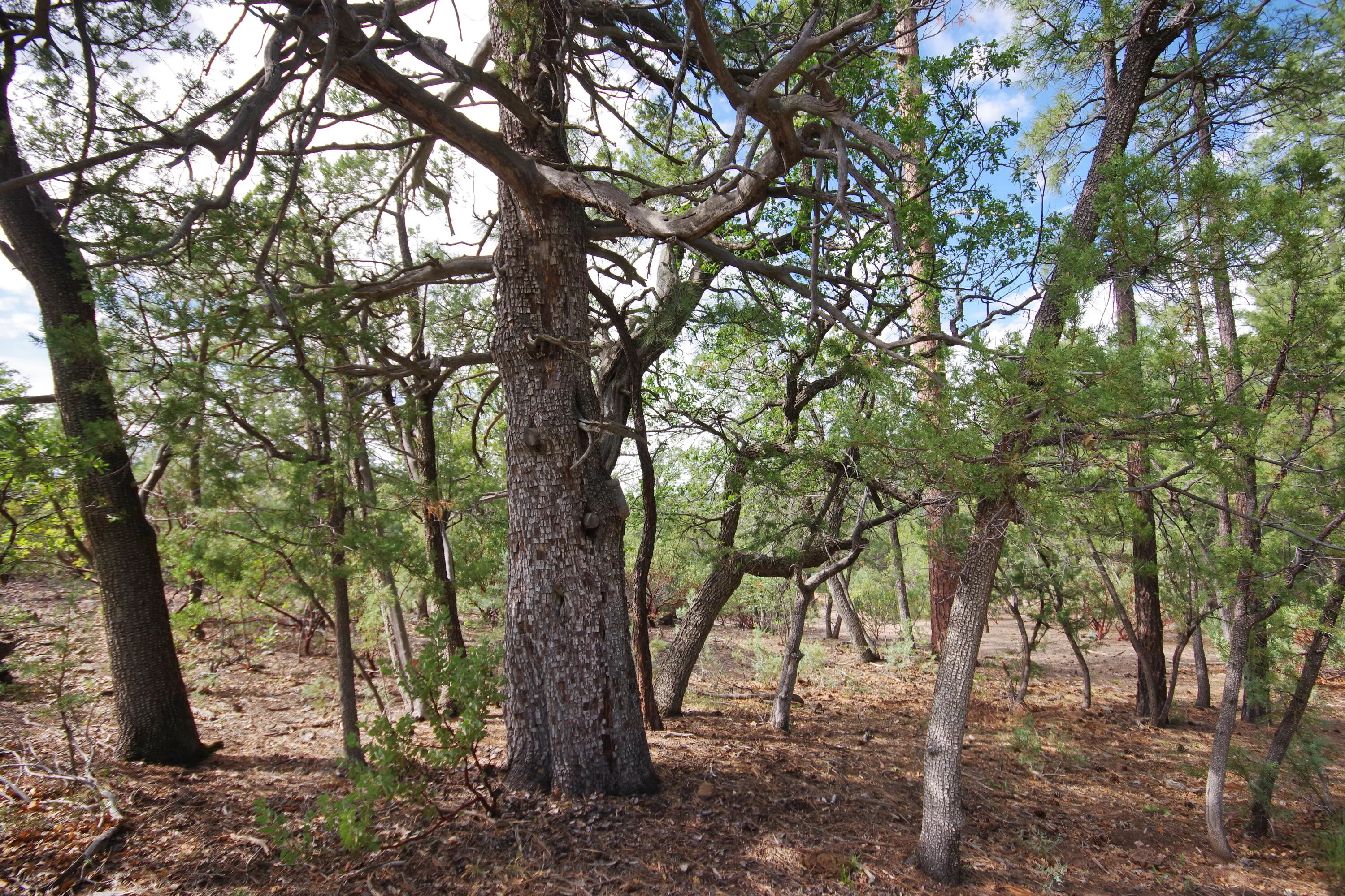 Payson, Arizona 85541, United States, 2 Bedrooms Bedrooms, ,1 BathroomBathrooms,Residential,Active,204562