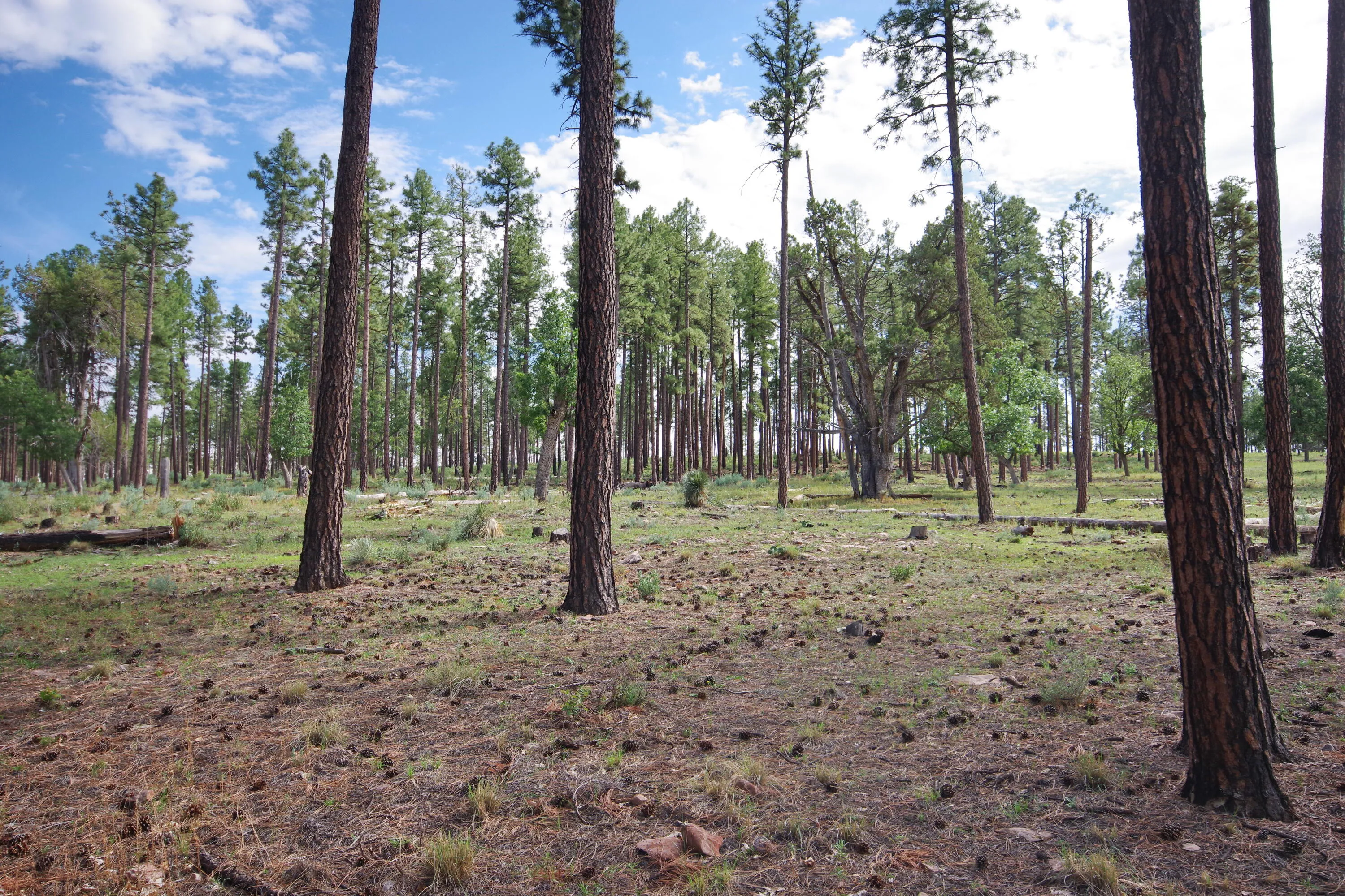 Payson, Arizona 85541, United States, 2 Bedrooms Bedrooms, ,1 BathroomBathrooms,Residential,Active,204562