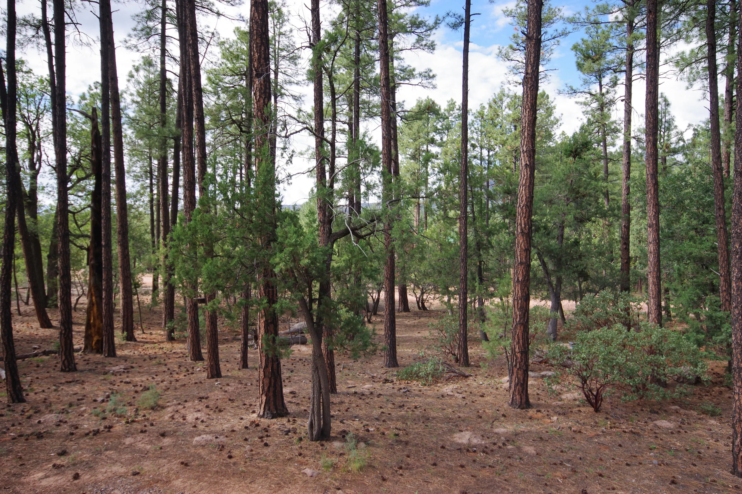 Payson, Arizona 85541, United States, 2 Bedrooms Bedrooms, ,1 BathroomBathrooms,Residential,Active,204562