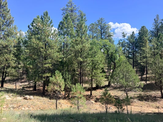 5155 STARLIGHT DR, HAPPY JACK, AZ 86024 - Image 6acf282a2b387dd427ee218ccdd4e52c/2985211981