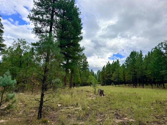 1601 MULE DEER PL, HAPPY JACK, AZ 86024 - Image c2ef1d68c57b4e6b8f95a9eb3b39c7eb/1884194221