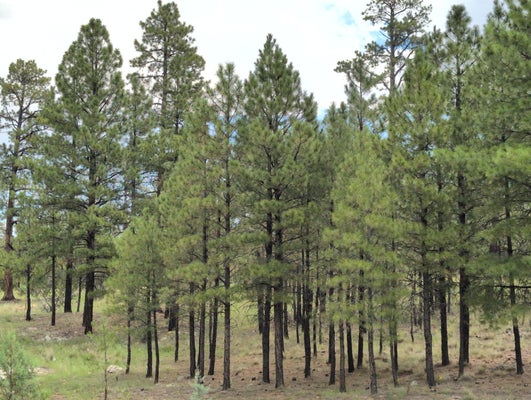 ADDRESS PRIVATE, HAPPY JACK, AZ 86024 - Image db5d61bb5045a80a97a0d1c6d312e2f2/3200766319