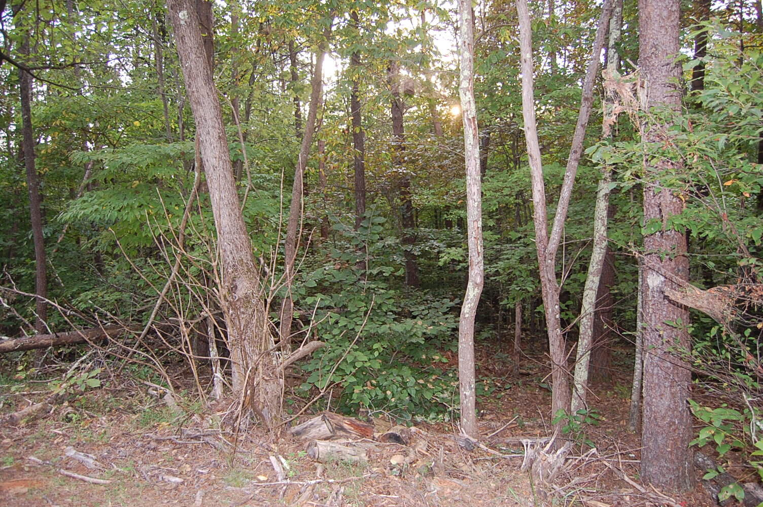 Lot 53 Gap Bridge Rd, Moneta, Virginia image 1