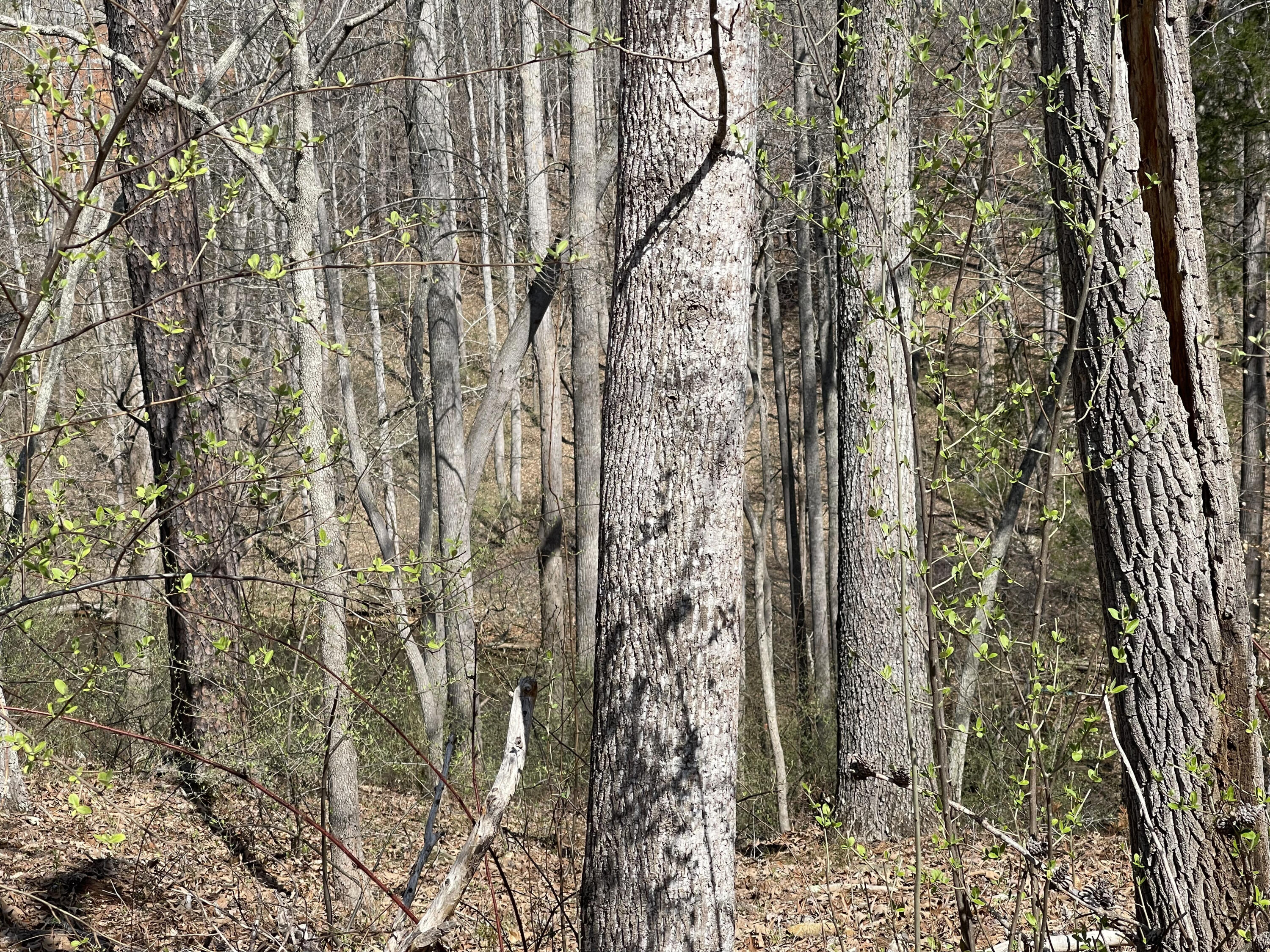 Lot 17 Watchtower Dr, Moneta, Virginia image 2