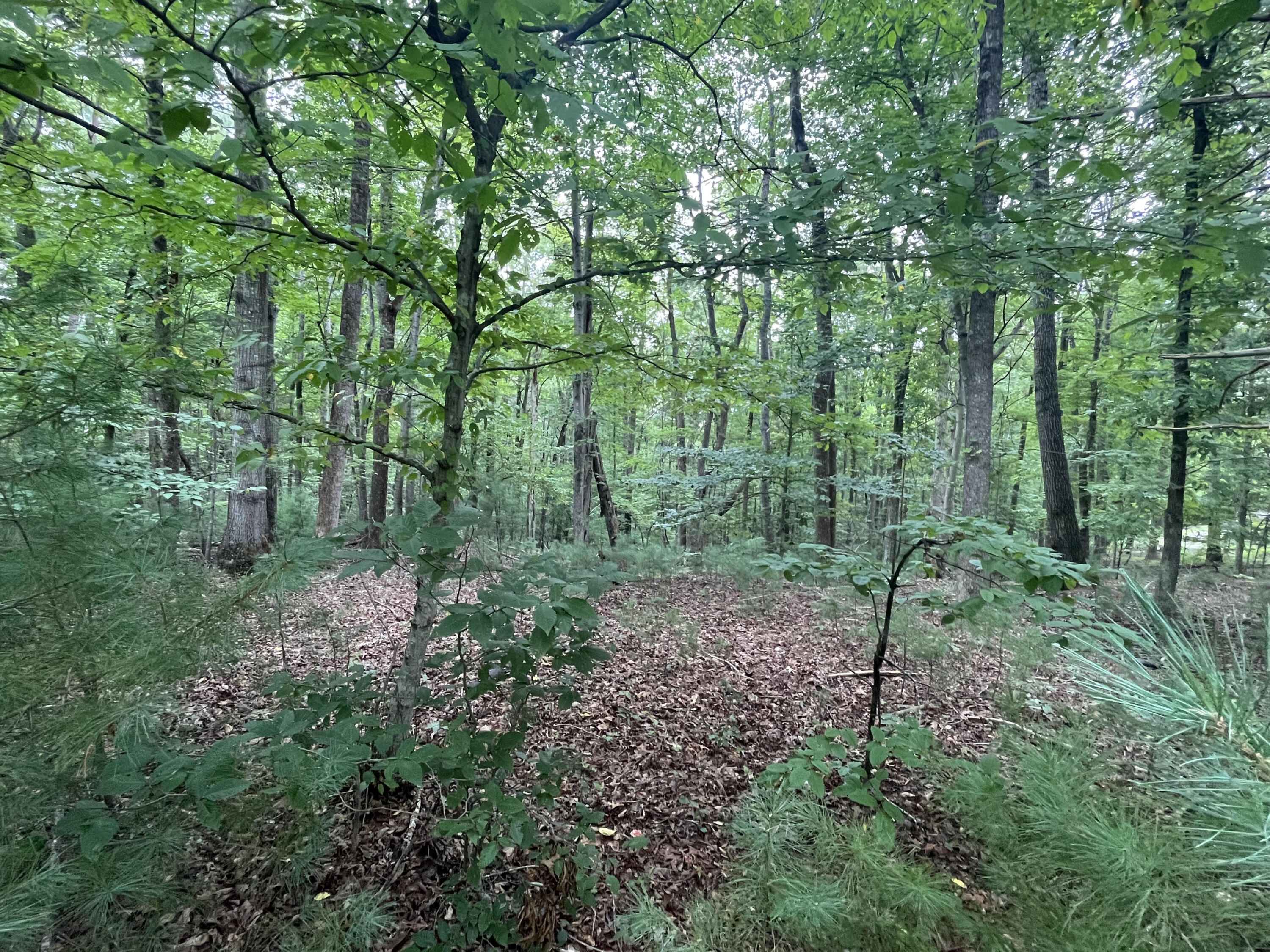 Storey Creek Ln, Rocky Mount, Virginia image 2