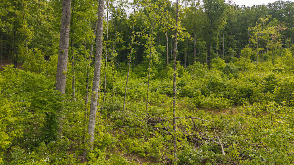Lot 2 Shortcut Dr, Woolwine, Virginia image 7