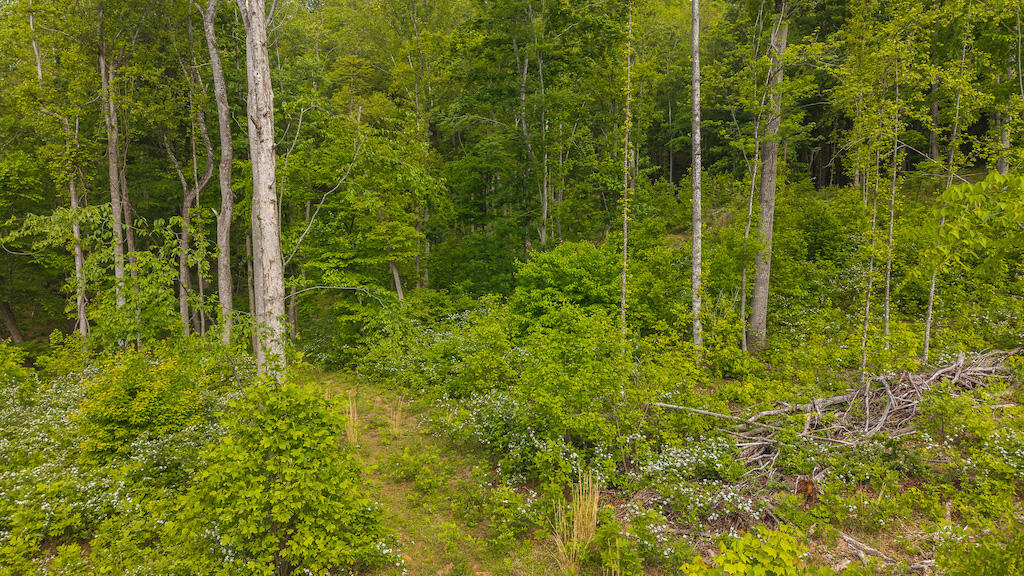 Lot 2 Shortcut Dr, Woolwine, Virginia image 6