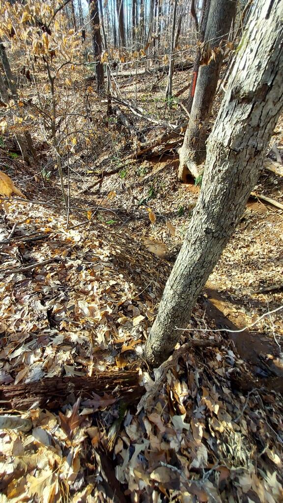 Bassett Heights Ext. Rd, Bassett, Virginia image 5