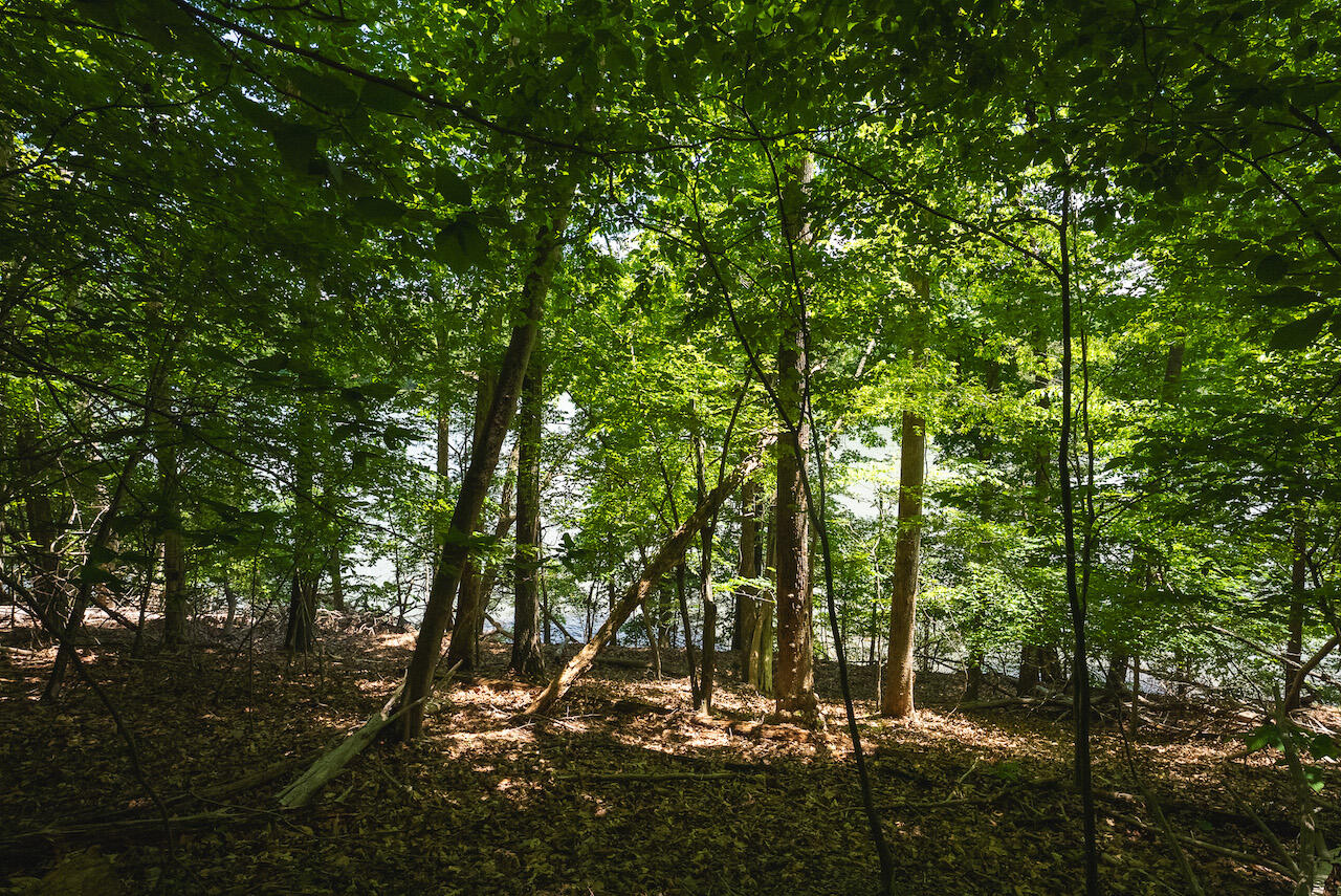 Runaway Bay Rd, Lynch Station, Virginia image 23