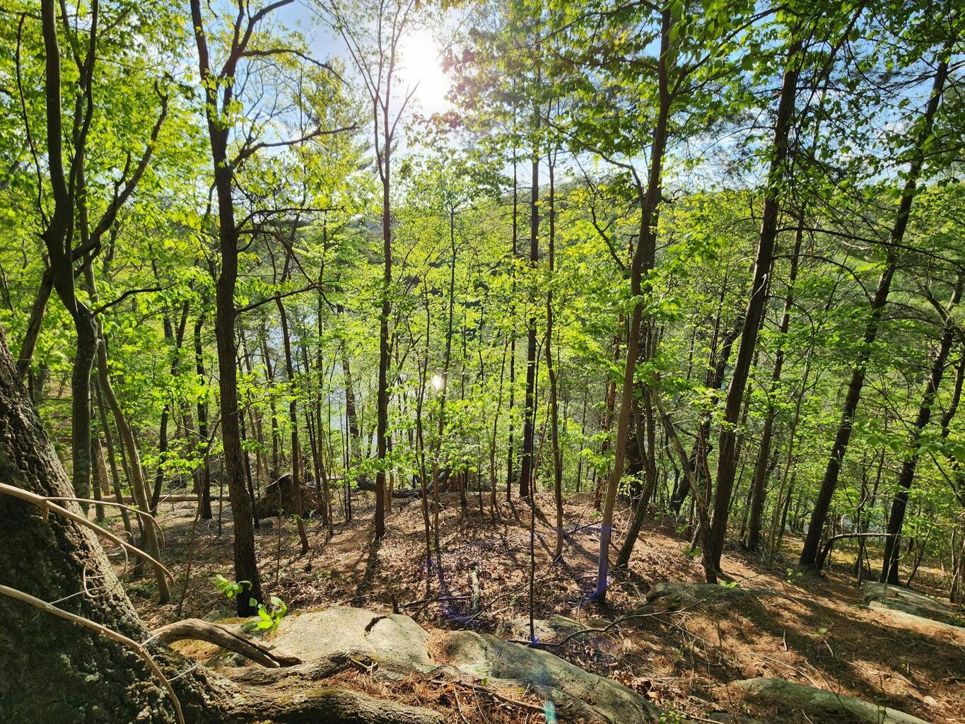Lot 100 Lakeshore Terrace Rd, Hardy, Virginia image 9