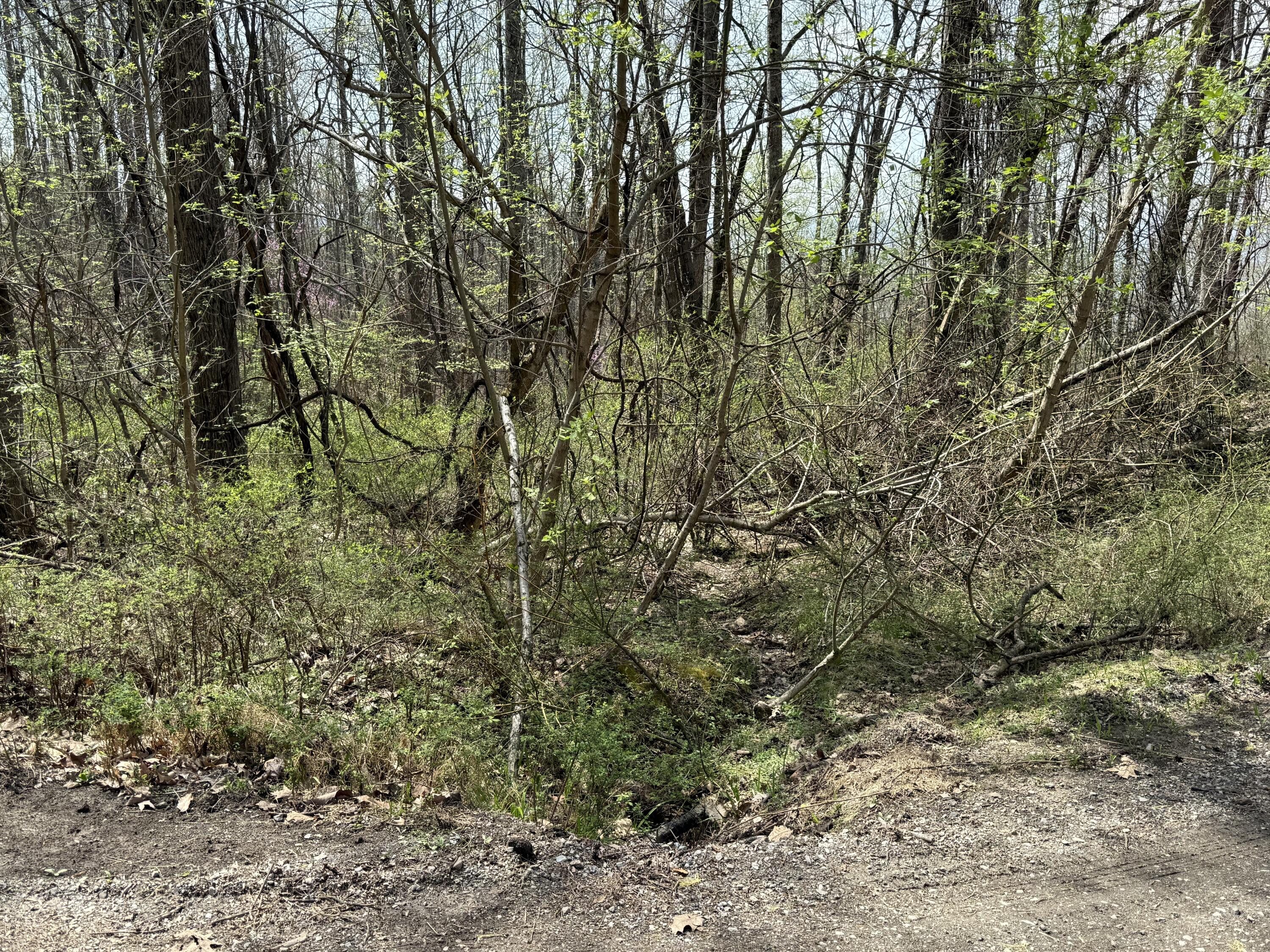 Lot 3 Murray Hollow Rd, Thaxton, Virginia image 5