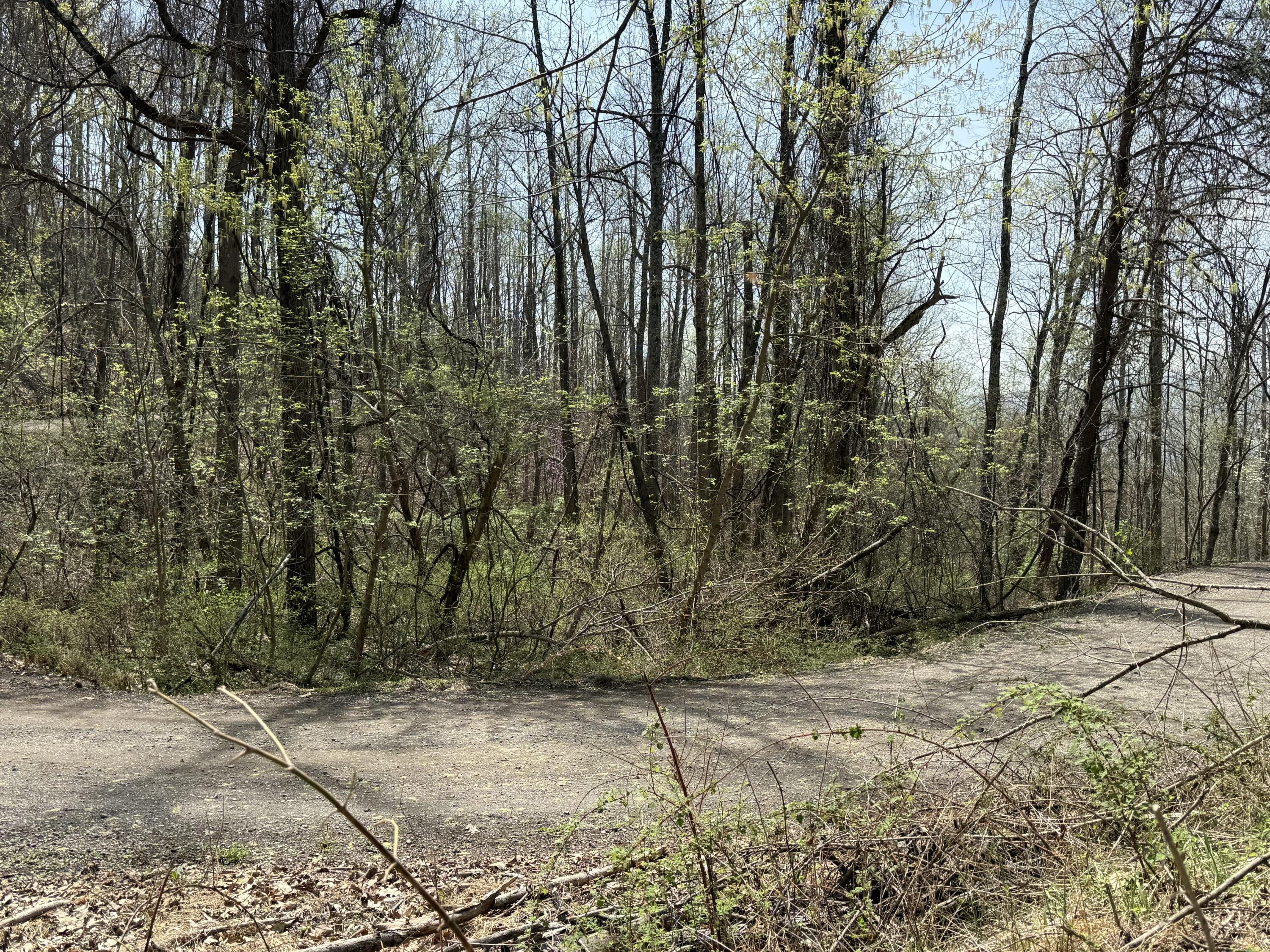 Lot 3 Murray Hollow Rd, Thaxton, Virginia image 4