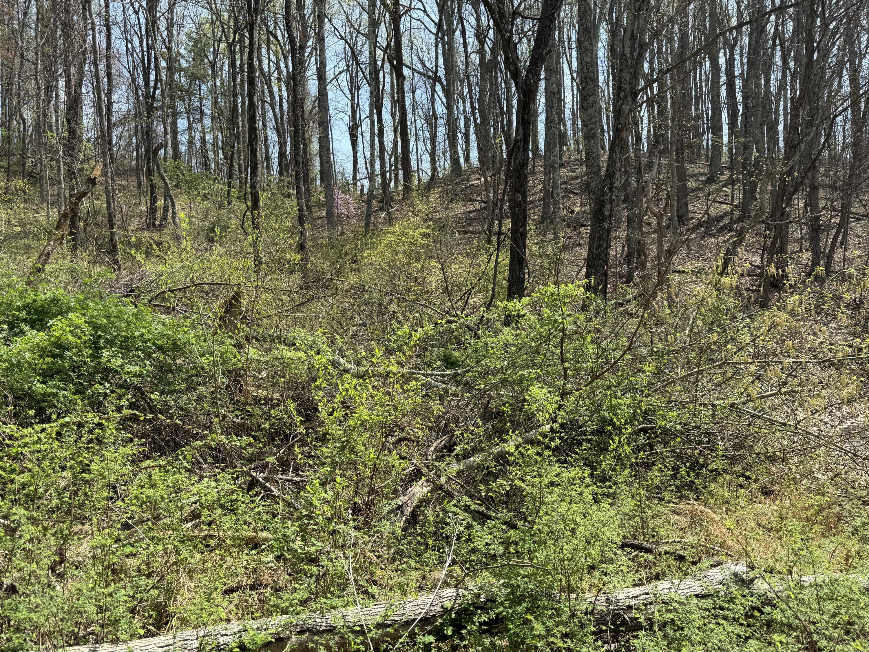 Lot 3 Murray Hollow Rd, Thaxton, Virginia image 1