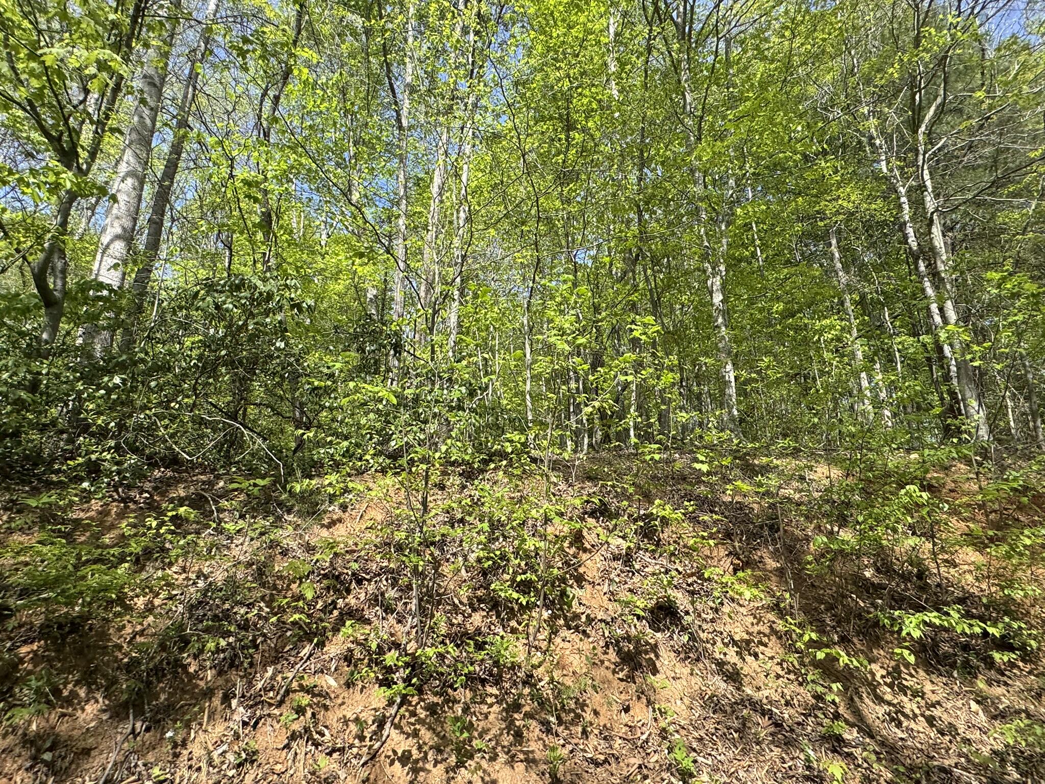 Dry Hill Rd, Ferrum, Virginia image 9