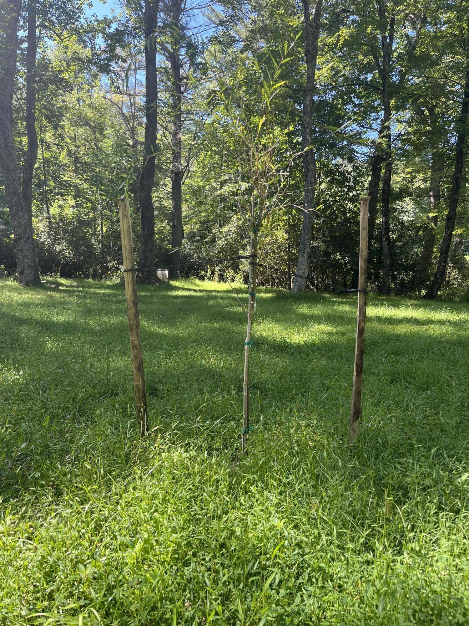 11210 Bottom Creek Rd, Bent Mountain, Virginia image 9