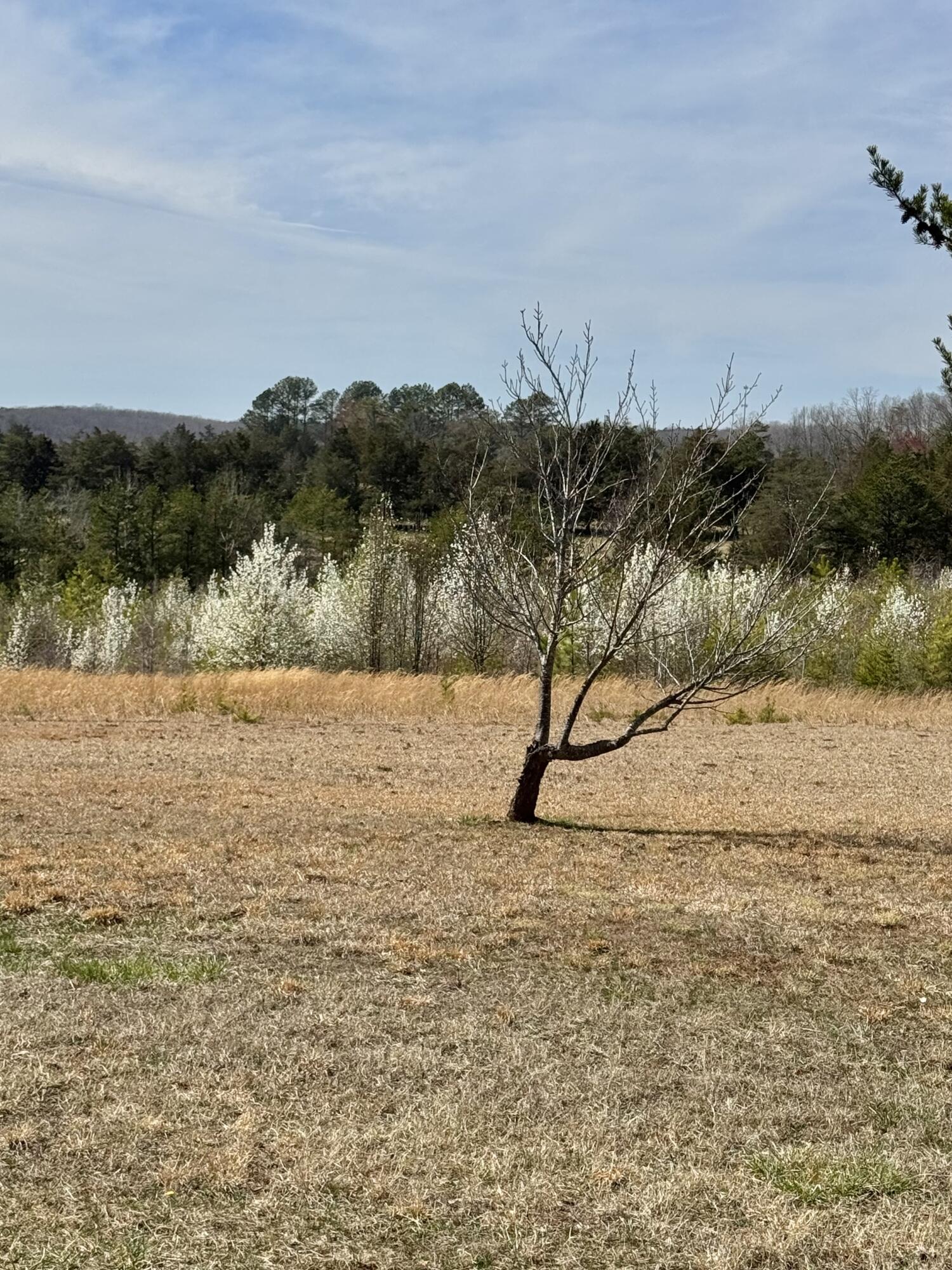 3998 Lambs Church Rd, Altavista, Virginia image 4