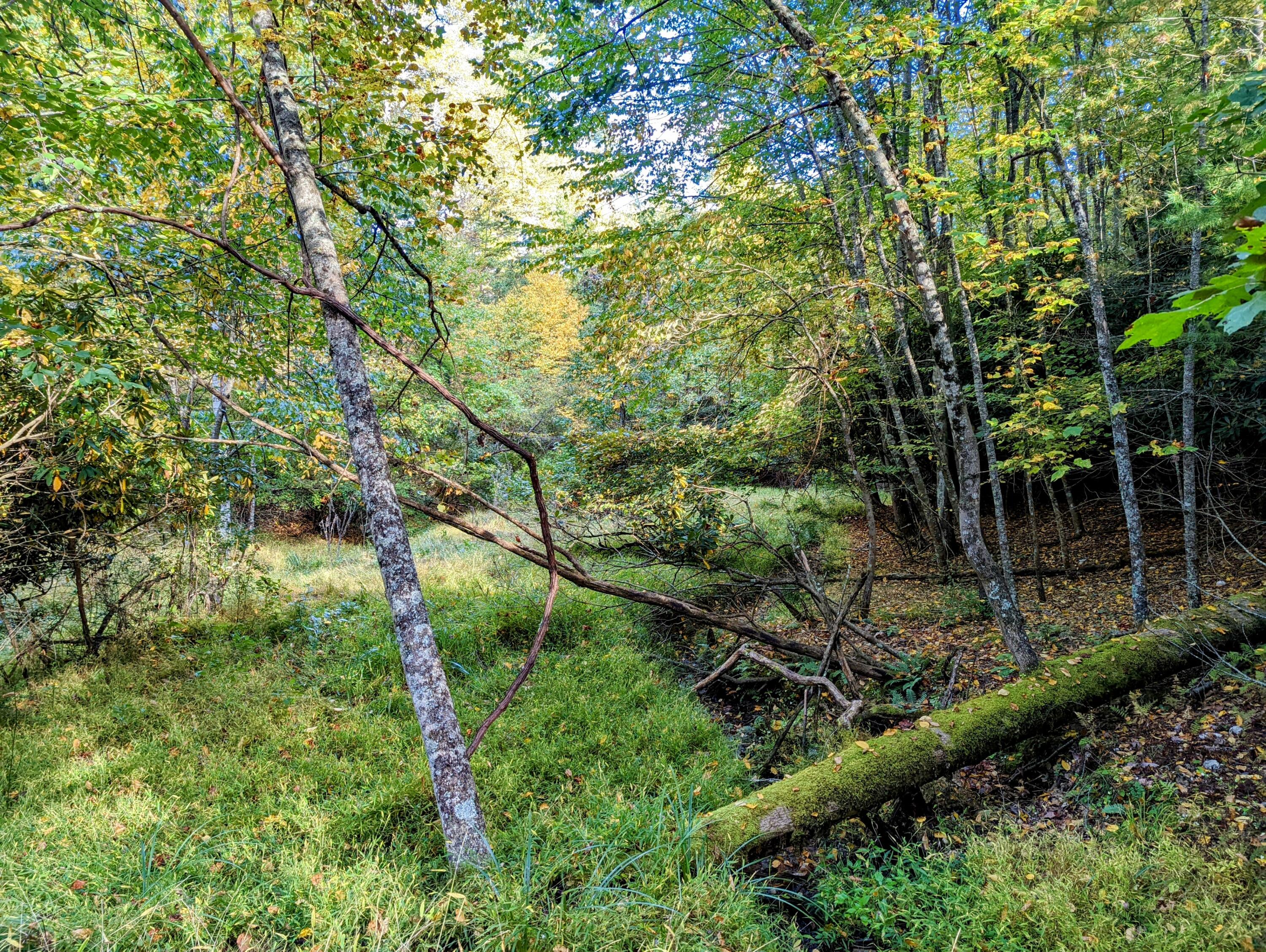 Laurel Creek Rd, Pilot, Virginia image 9