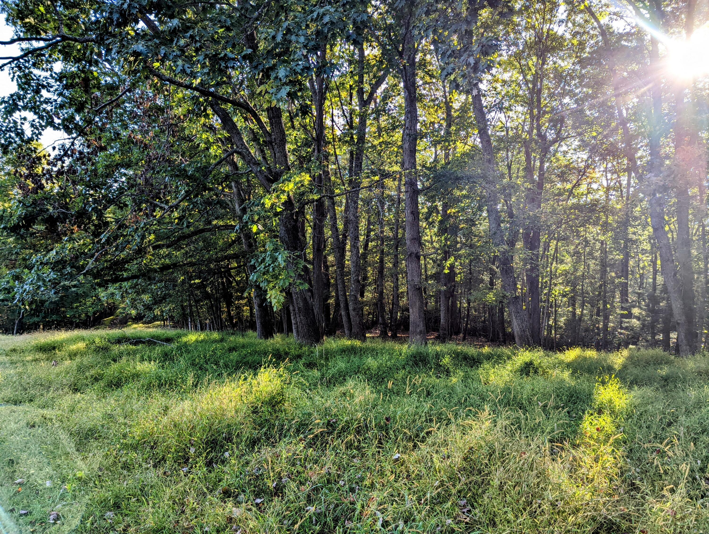 Laurel Creek Rd, Pilot, Virginia image 16