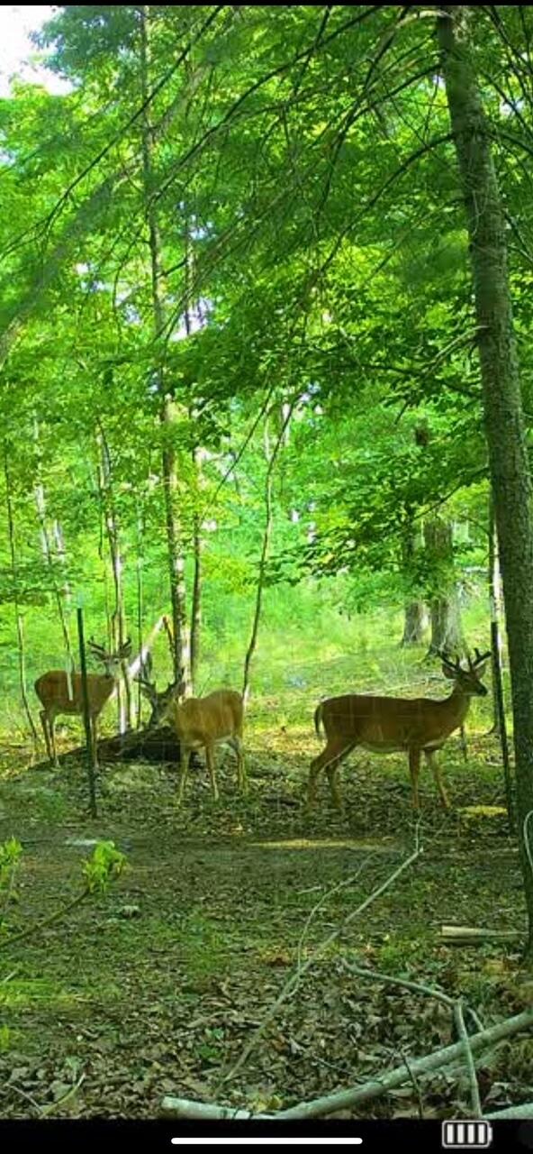 1393 Deepwoods Rd, Hardy, Virginia image 50