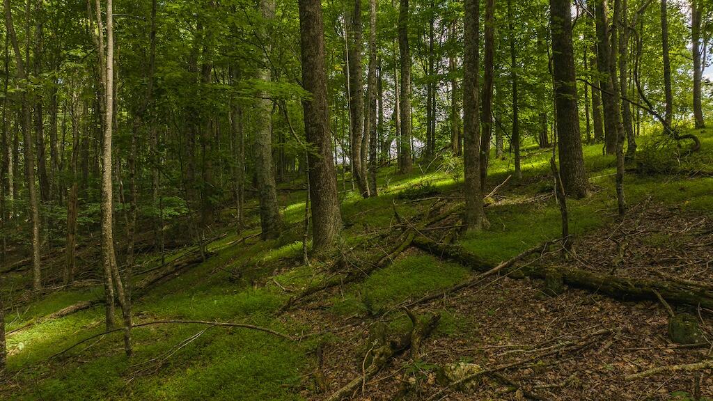 Football Ln, Laurel Fork, Virginia image 12