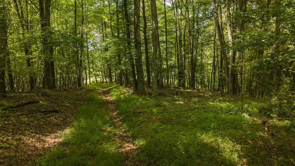 Football Ln, Laurel Fork, Virginia image 7