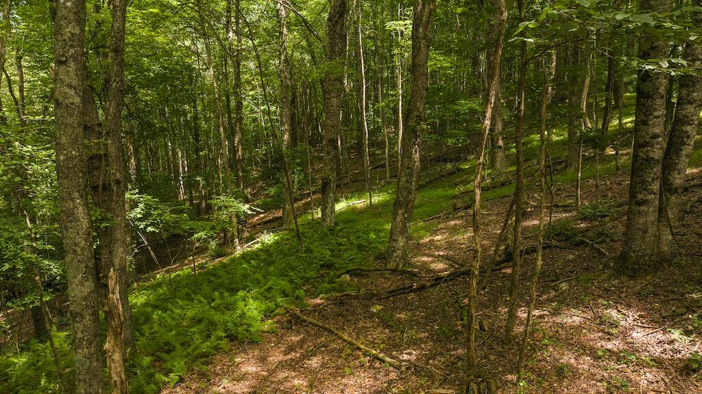 Football Ln, Laurel Fork, Virginia image 10