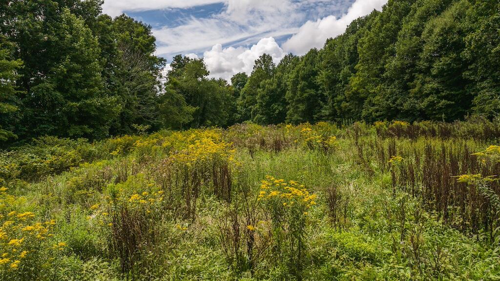 Football Ln, Laurel Fork, Virginia image 5