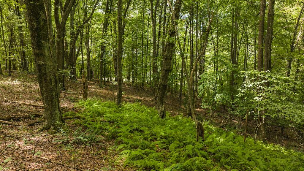 Football Ln, Laurel Fork, Virginia image 13