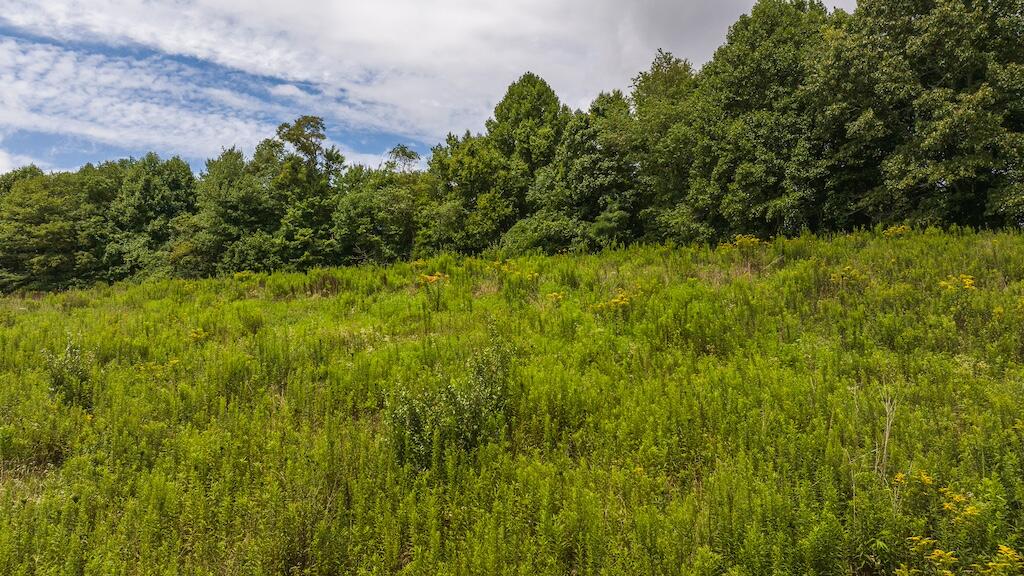 Football Ln, Laurel Fork, Virginia image 3