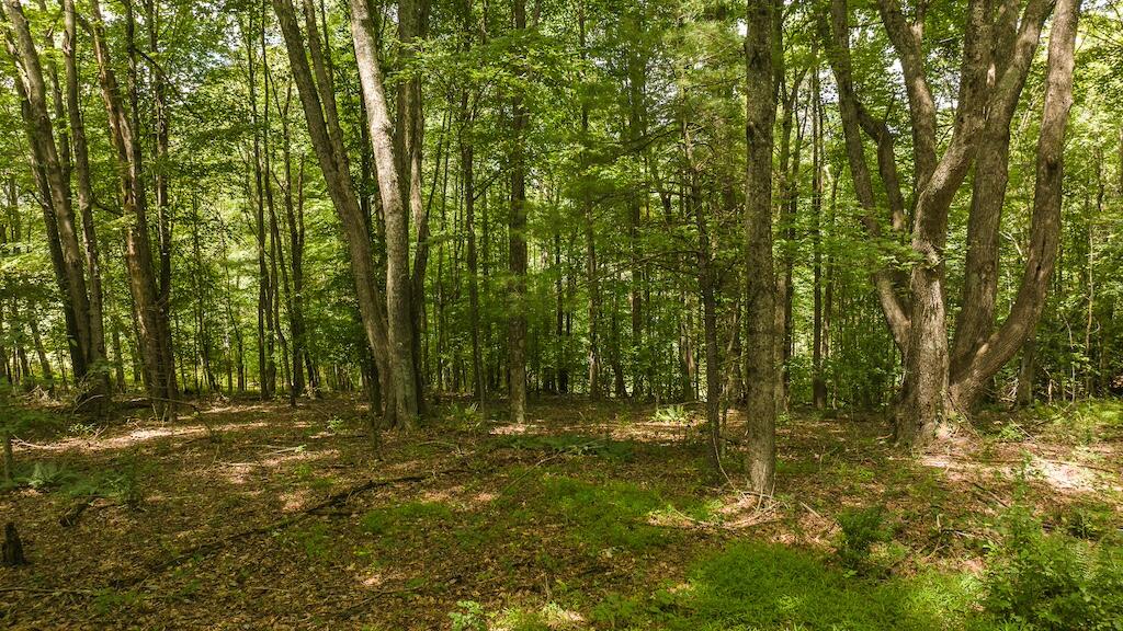 Football Ln, Laurel Fork, Virginia image 8