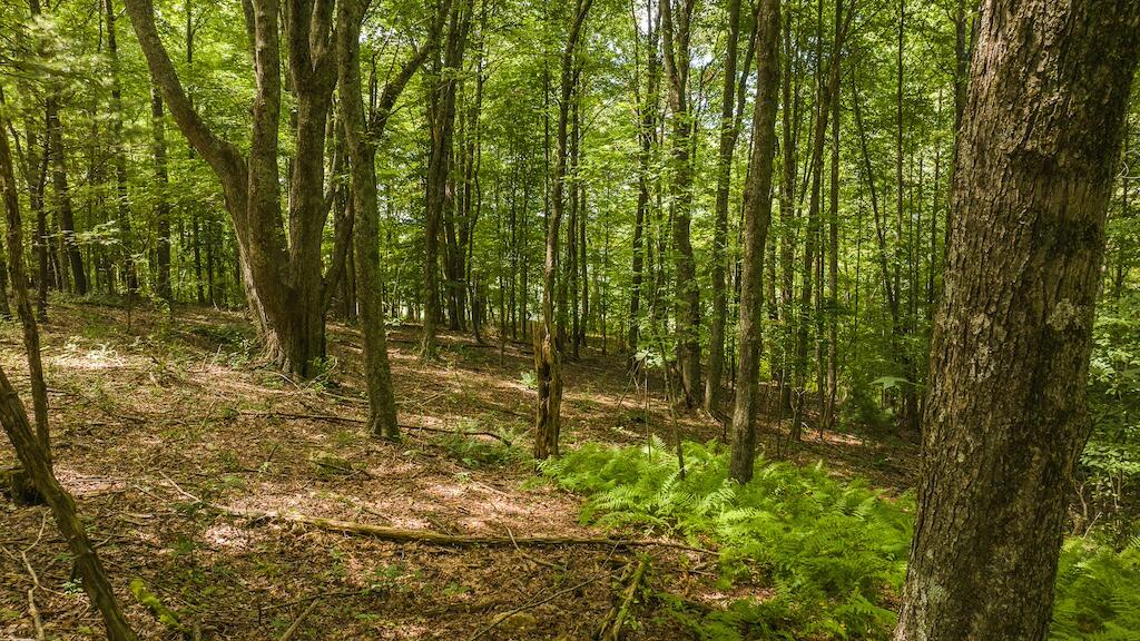 Football Ln, Laurel Fork, Virginia image 14