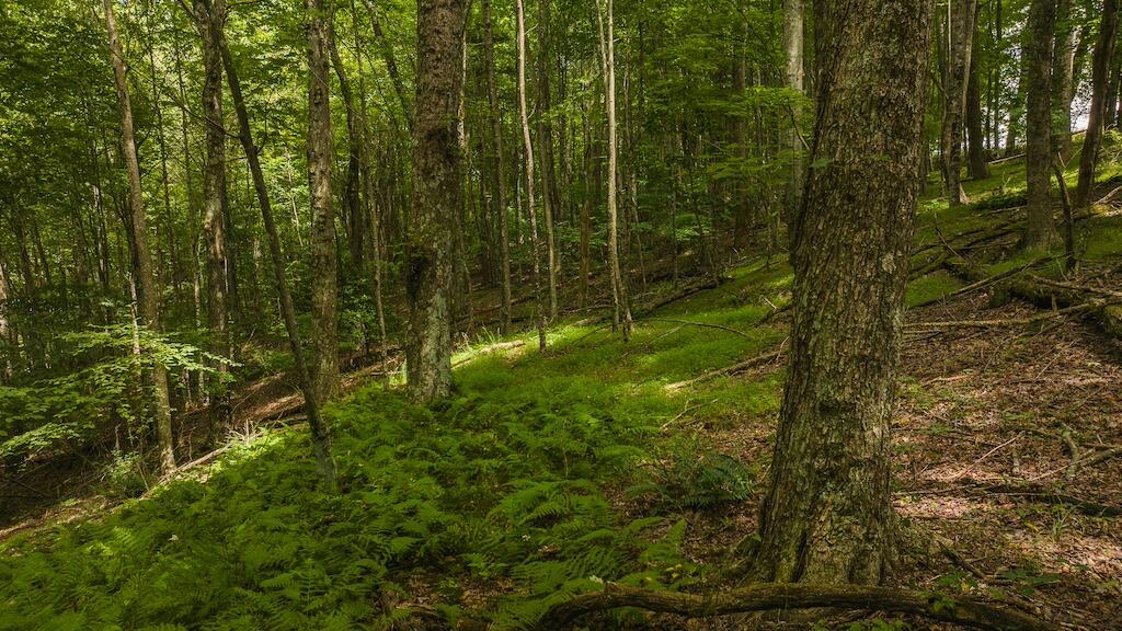 Football Ln, Laurel Fork, Virginia image 11