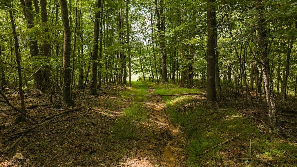 Football Ln, Laurel Fork, Virginia image 17