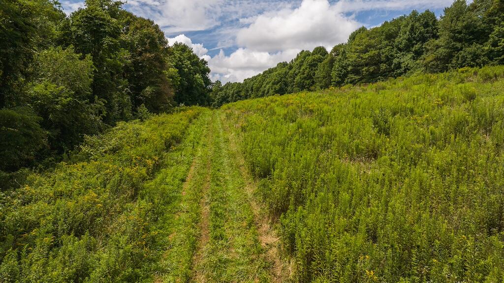 Football Ln, Laurel Fork, Virginia image 2